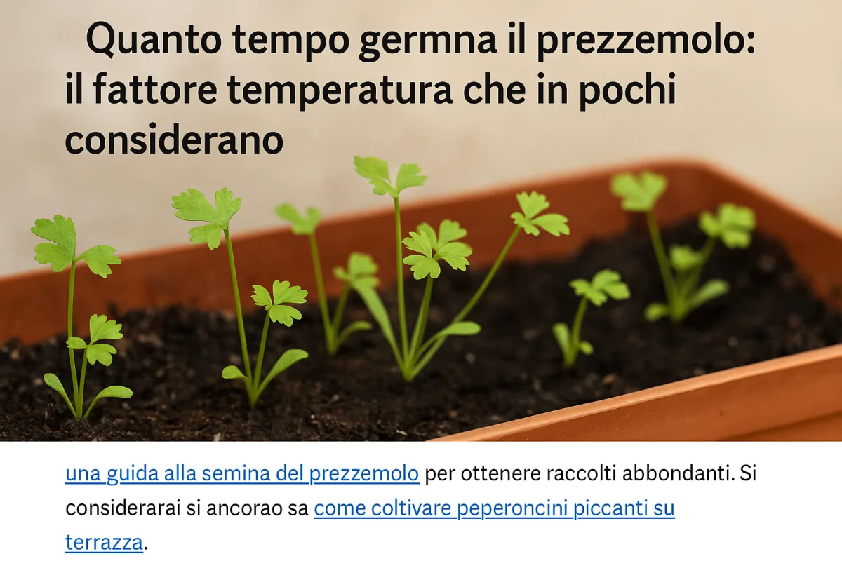 Quanto tempo germina il prezzemolo: il fattore temperatura che in pochi considerano