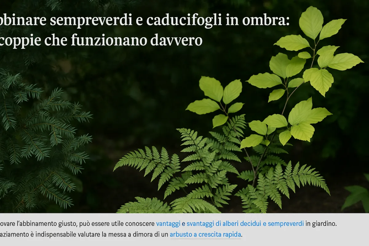 Abbinare sempreverdi e caducifogli in ombra: le coppie che funzionano davvero