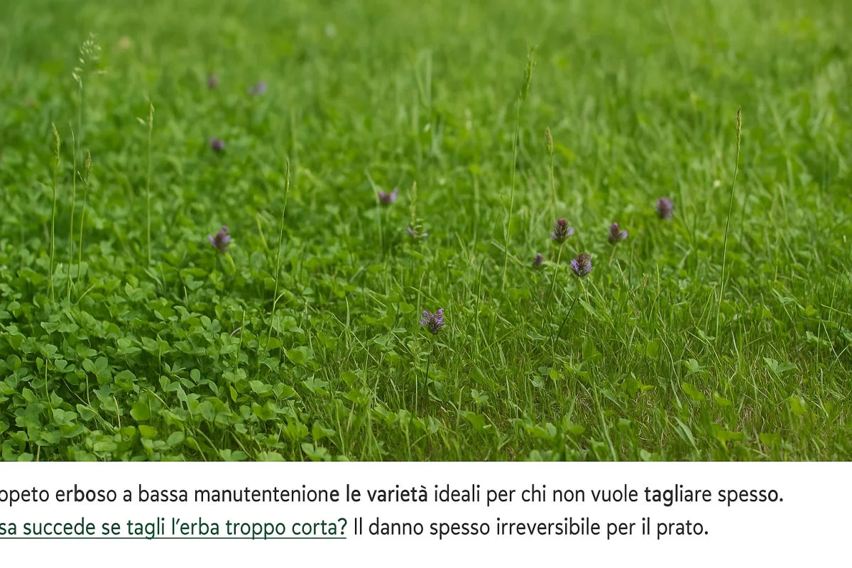 Prato ornamentale senza taglio frequente: le specie che reggono il calpestio