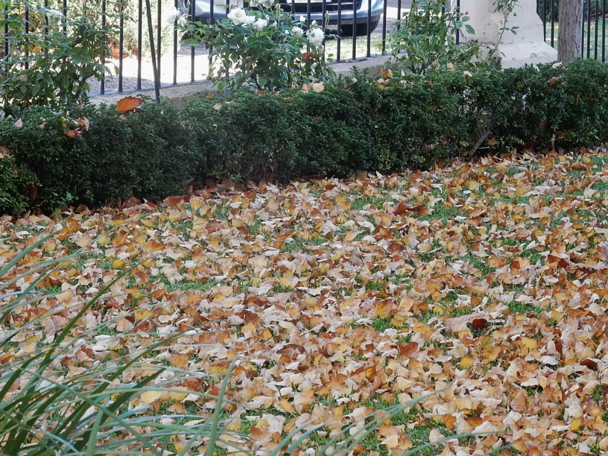 Foglie sul prato: quante puoi lasciare prima che inizino a soffocare l’erba