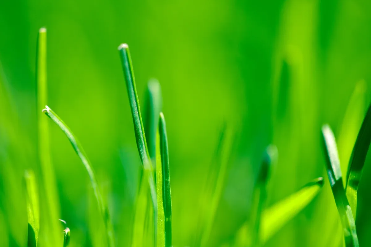 Prato con crescita disomogenea dopo la risemina: cosa osservare tra luce, acqua e contatto del seme col terreno