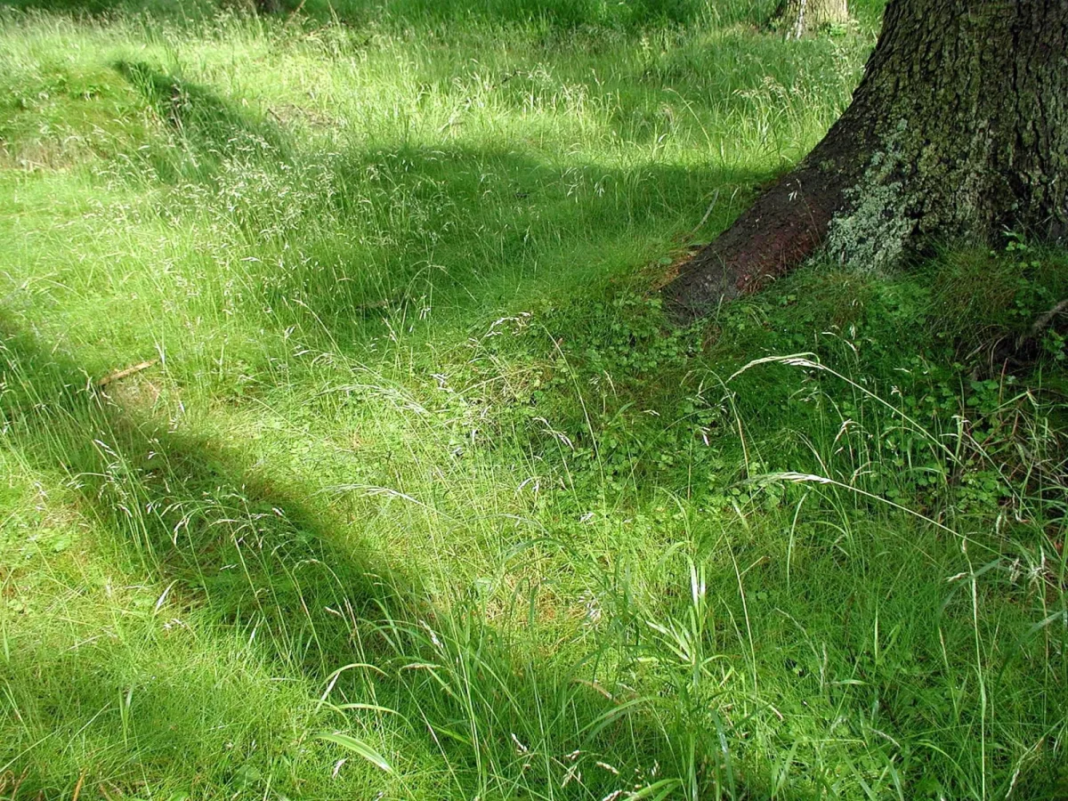 Prato sotto gli alberi asciutto anche dopo una pioggia: come ombra, chioma e radici possono cambiare l’acqua che arriva al suolo