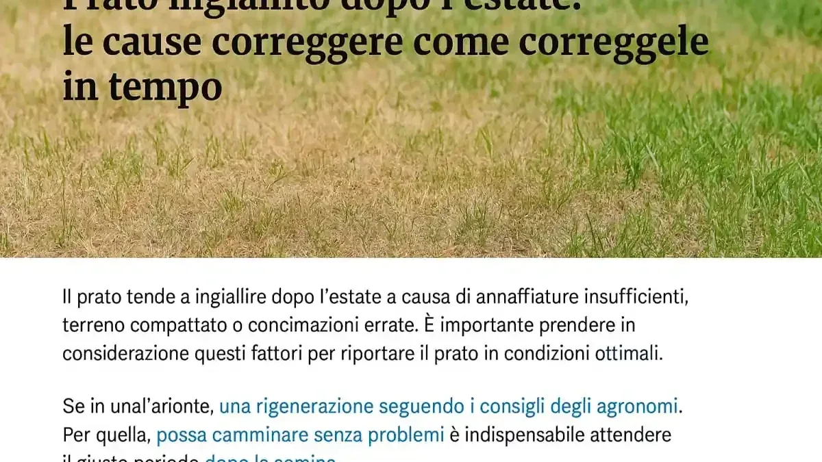 Funghi che compaiono nel prato in ottobre: perché molti toadstool non significano che l’erba sia malata