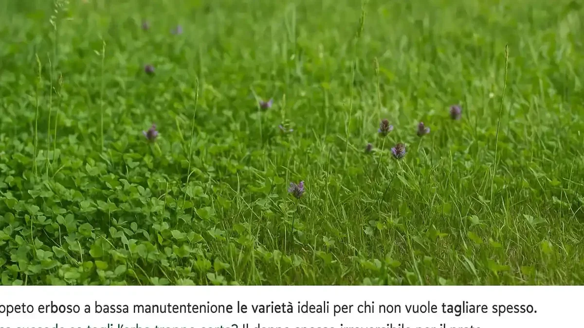 Prato più naturale e ricco di spontanee: perché concimarlo può andare contro l’obiettivo che hai scelto