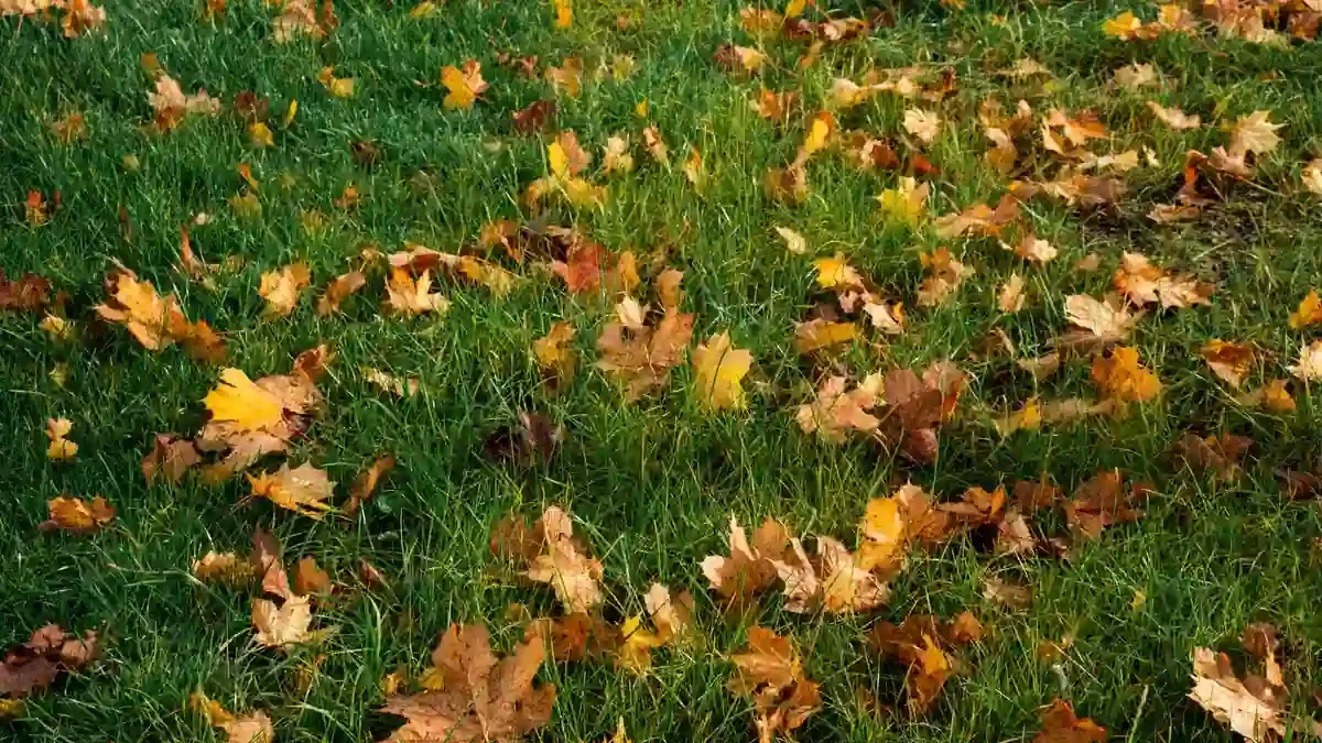 Foglie sul prato dopo una giornata di vento: quando raccoglierle evita zone umide e soffocate