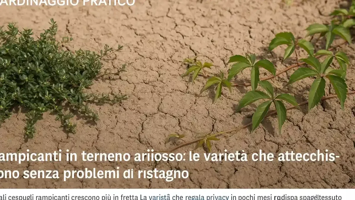 Erba schiacciata dopo piogge frequenti: perché entrare sul prato saturo può compattare il terreno