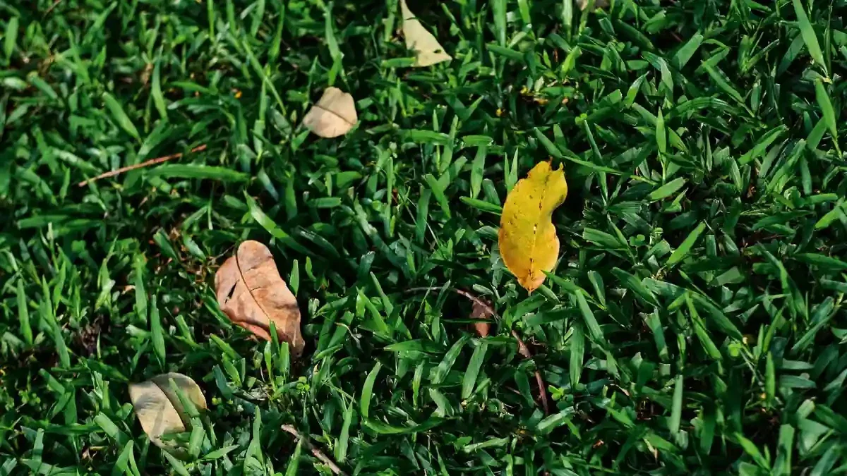Piccole zone nude nel prato in autunno: cosa valutare tra passaggio, ombra e drenaggio prima di riseminare
