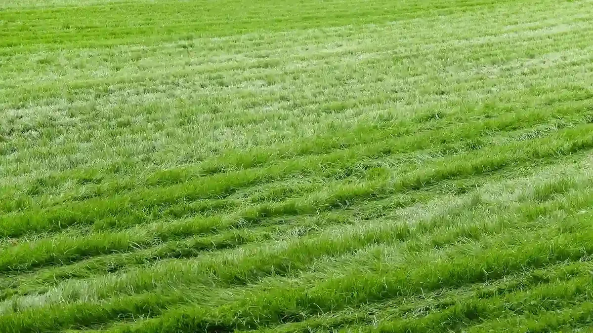 Prato appena riseminato: quanto deve restare umido il terreno nelle prime settimane