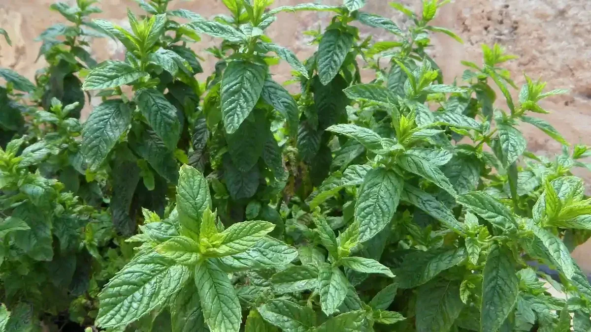 Menta coltivata in vaso a ottobre: quando spostarla al riparo e cosa osservare nelle radici