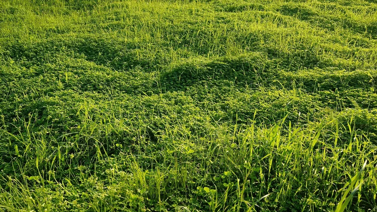 Prato appena seminato: come riconoscere i primi fili d'erba