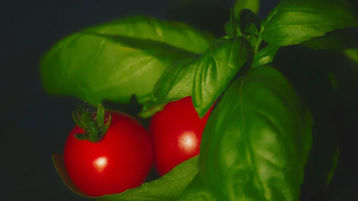 Basilico e pomodori vicini nell'orto: quanto spazio lasciare tra le piante