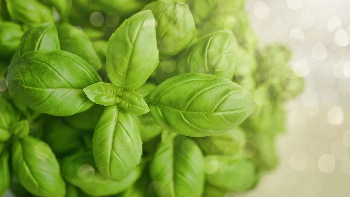Basilico con foglie mosce: come distinguere la sete dal ristagno d'acqua
