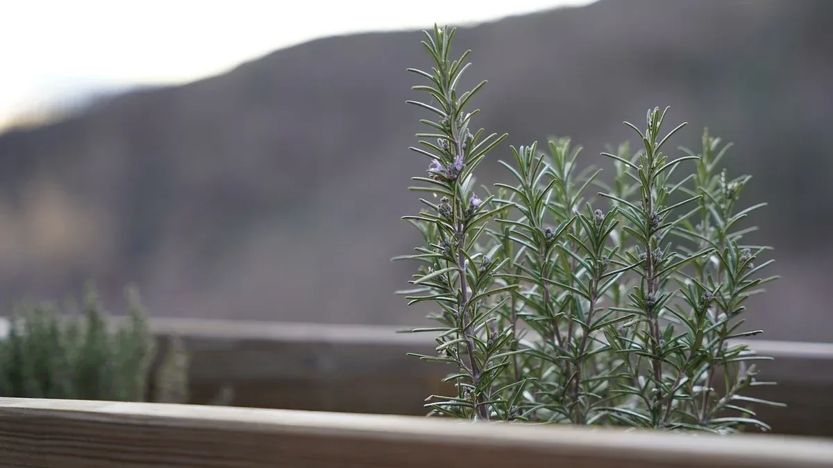 Salvia e rosmarino vicini sul balcone: come disporre i vasi in base alla luce