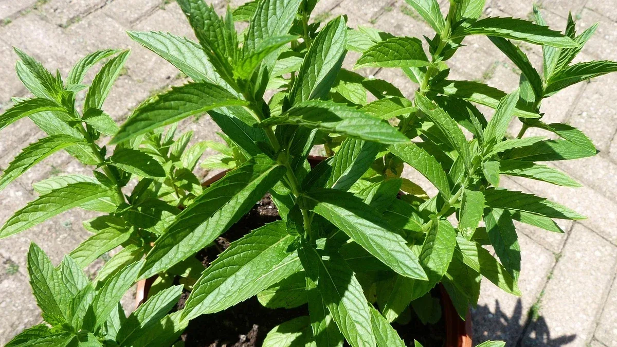 Menta in vaso sul balcone: dove metterla se riceve sole solo al mattino