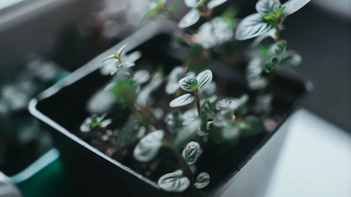 Menta che invade le altre aromatiche: come contenerla in una fioriera