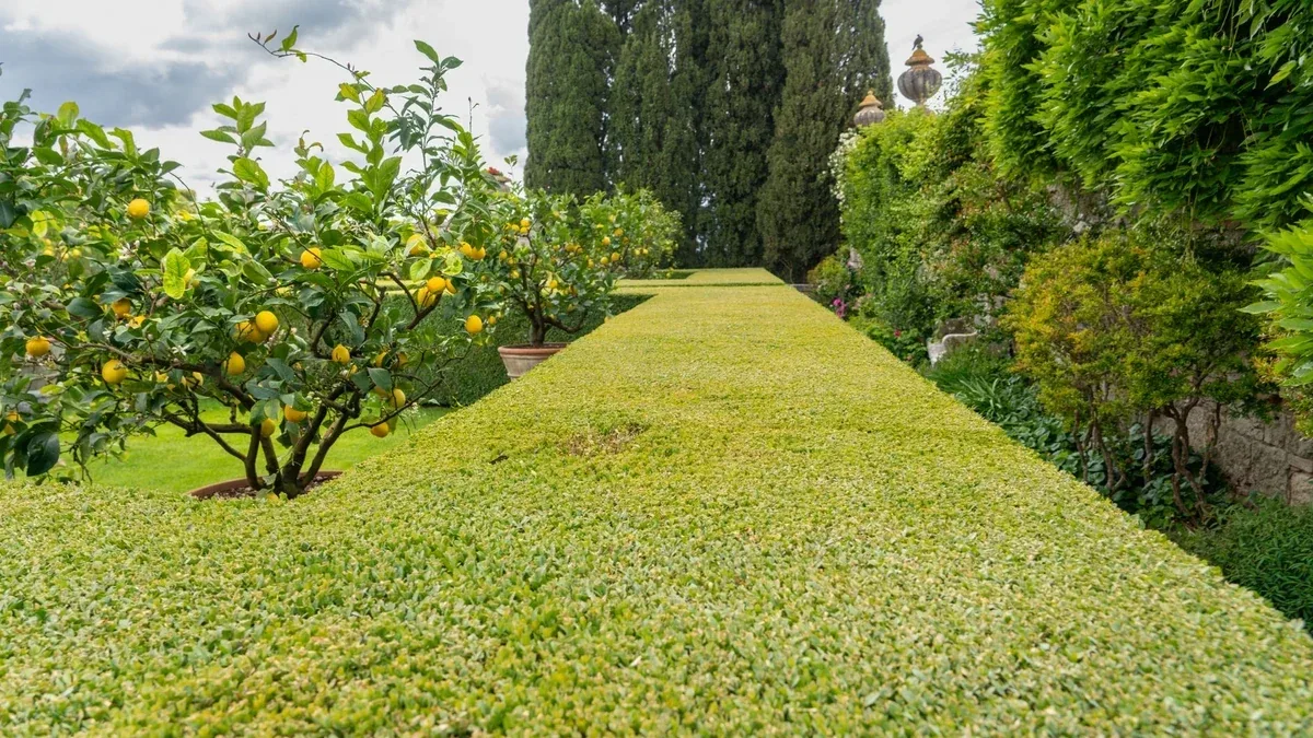 Siepe sempreverde appena piantata: come gestire acqua e pacciamatura nel primo anno