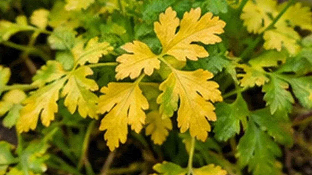 Prezzemolo in vaso con foglie gialle: come controllare acqua e drenaggio