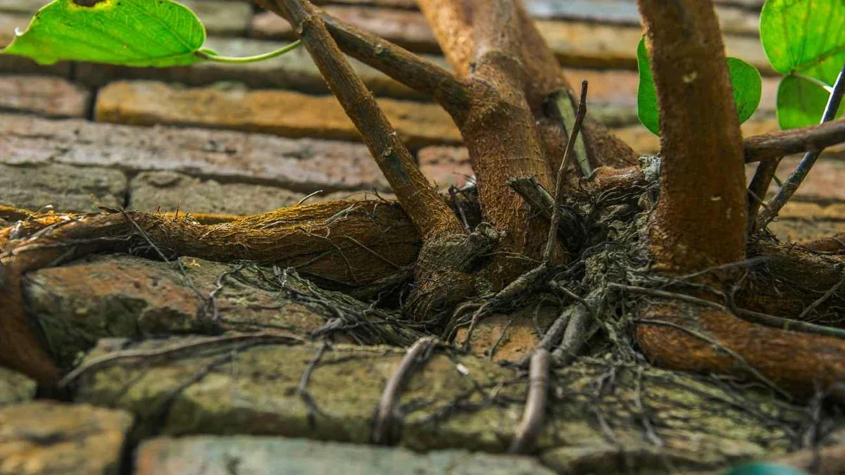 Radici affioranti degli alberi in giardino: perché non tagliarle e come gestire il terreno