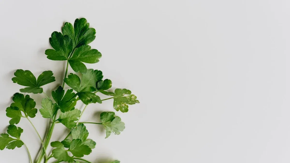 Prezzemolo che va a fiore: cosa cambia per la raccolta delle foglie