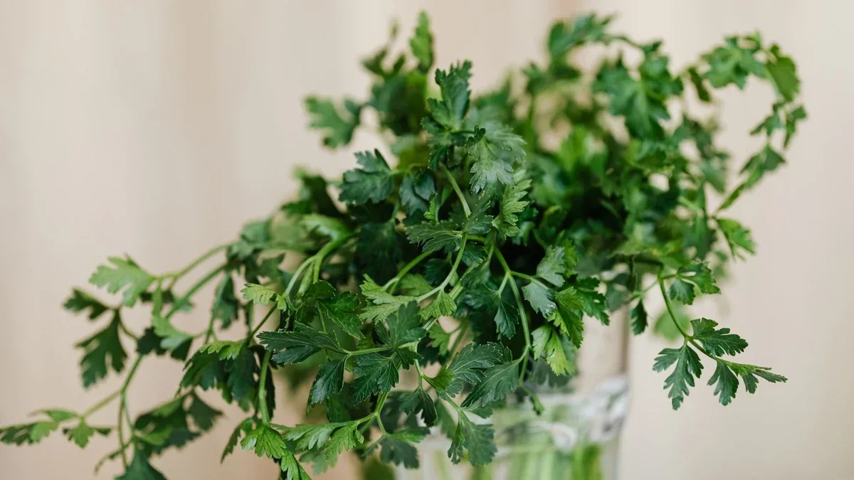Prezzemolo in vaso con foglie flosce: quando bagnare e quando aspettare