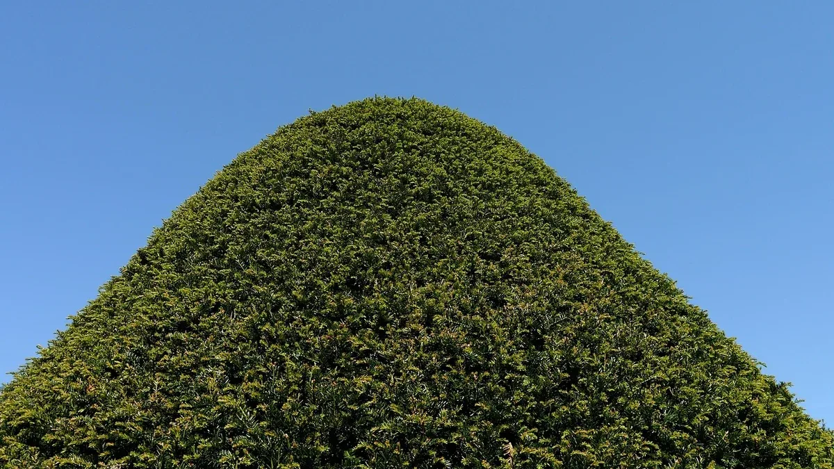 Arbusti per mezzombra con terreno fresco: quali specie valutare per un'aiuola