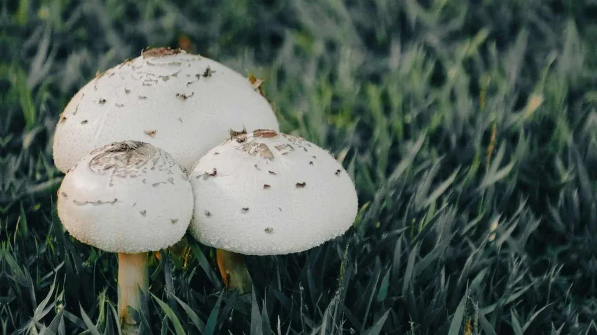 Funghi nel prato disposti ad anello: come riconoscere il cerchio delle streghe