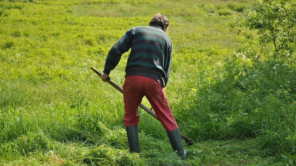 Erbacce a foglia larga nel prato: come rimuovere pochi esemplari senza danneggiare l’erba