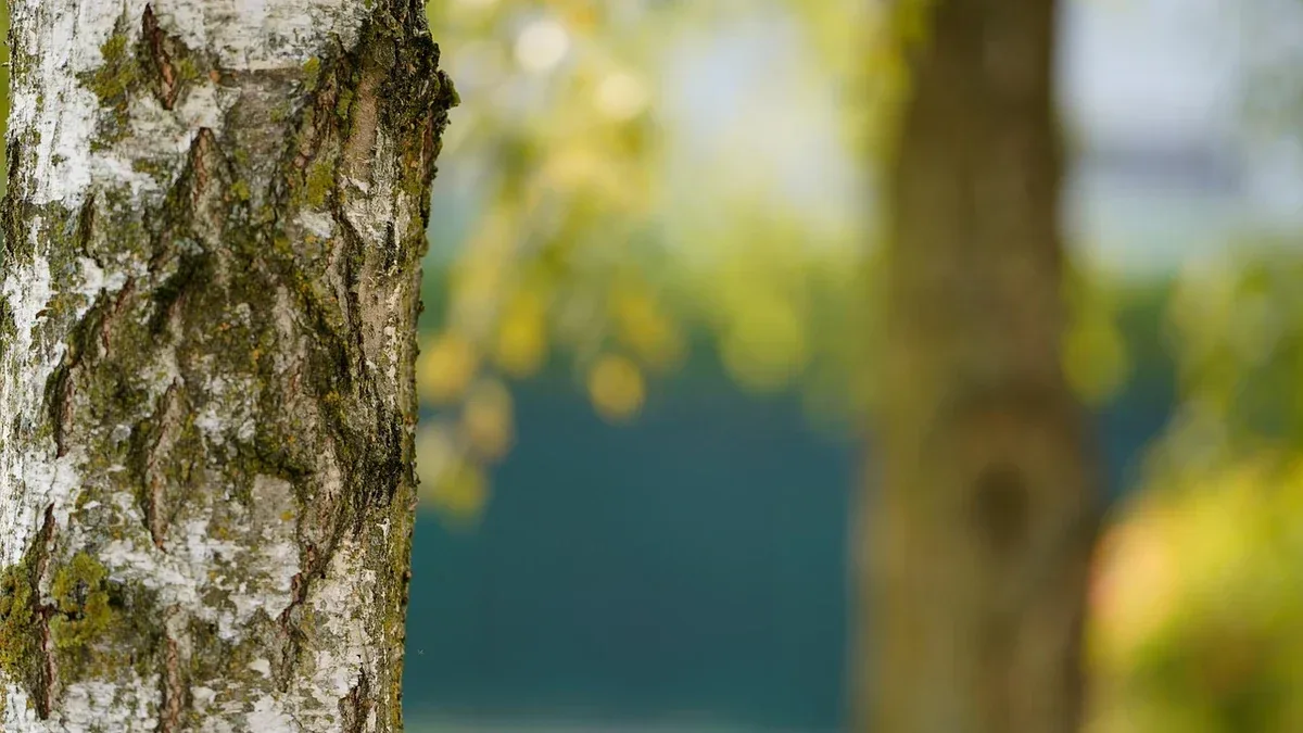 Polloni alla base degli alberi: come riconoscerli e rimuoverli