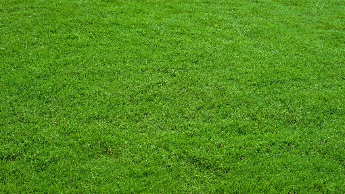 Zolle di prato appena posate: come controllare che aderiscano al terreno