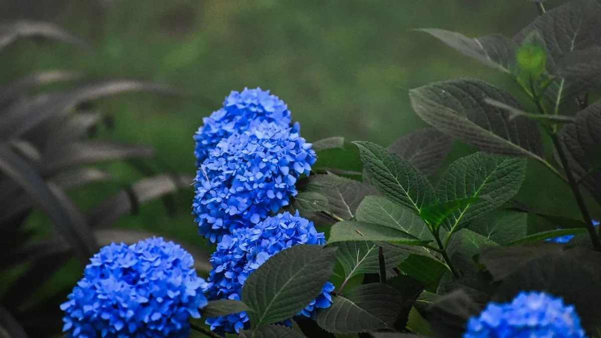 Ortensia con fiori che cambiano colore: quale ruolo ha il terreno