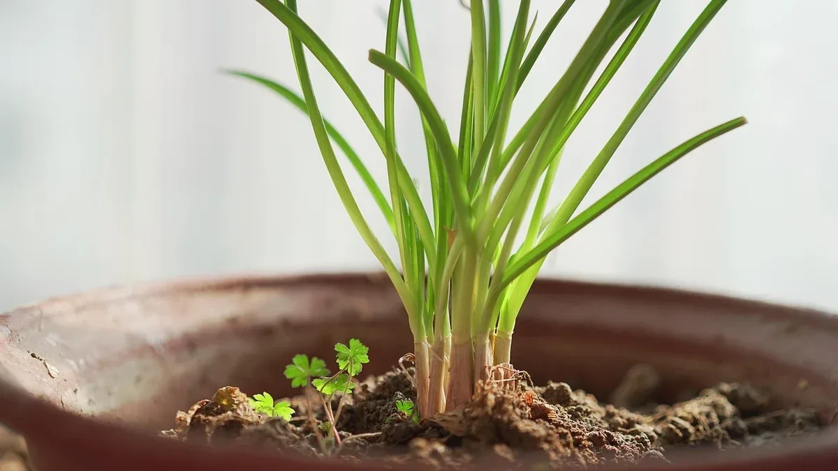 Erba cipollina in vaso: come dividere un cespo diventato troppo folto