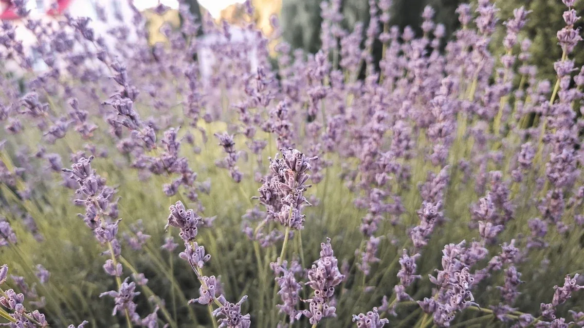 Lavanda legnosa alla base: come gestire la forma evitando tagli drastici