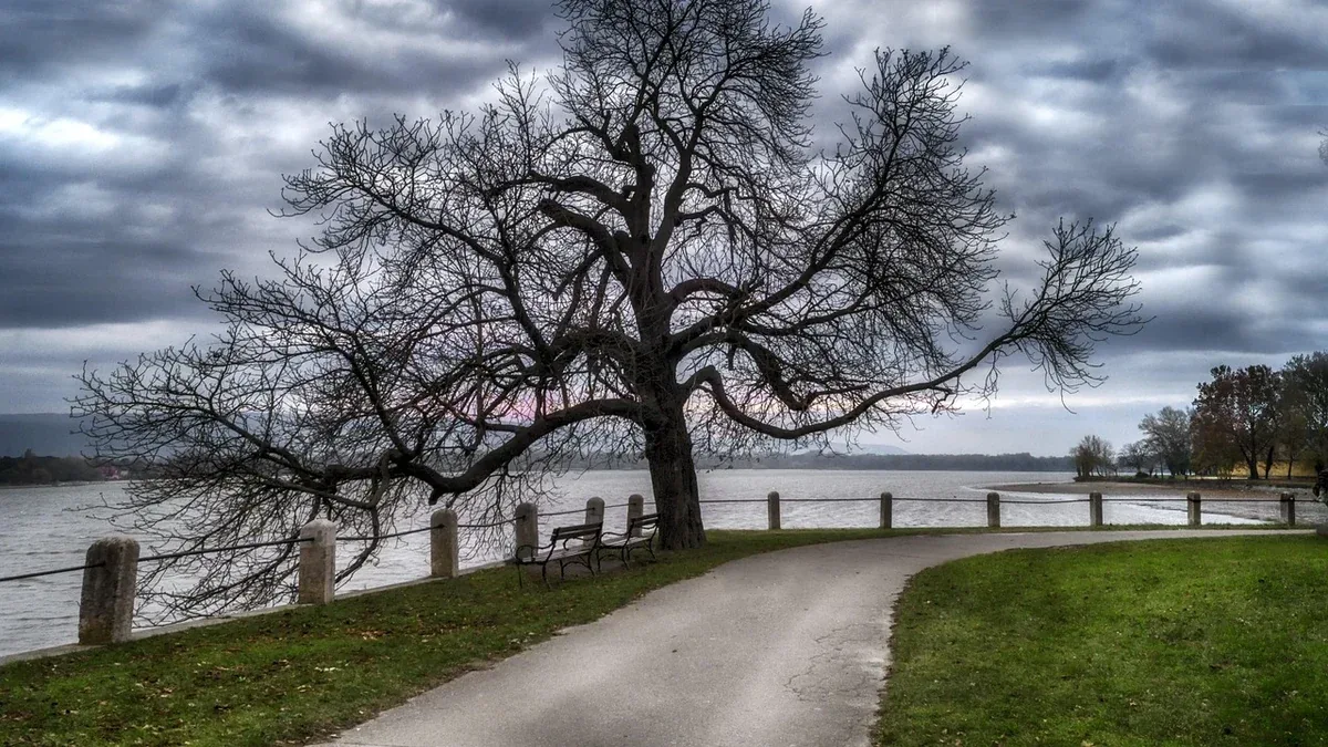 Albero con rami bassi sopra un passaggio: come valutare quali sollevare