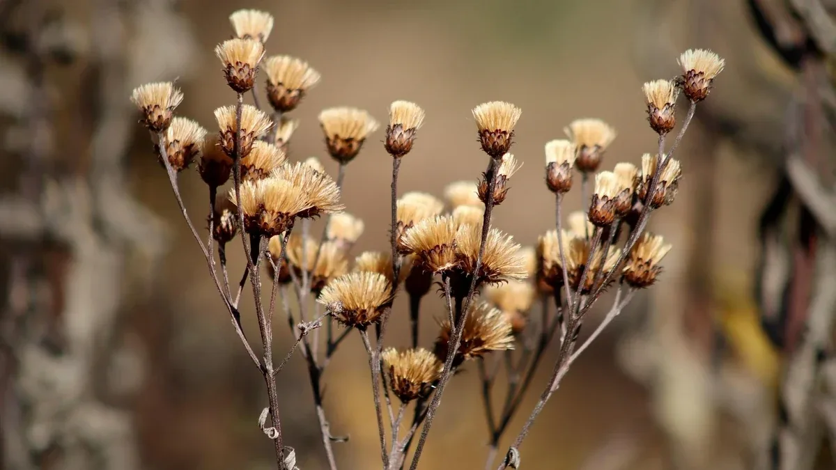 Fiori appassiti su un arbusto: quando toglierli e quando lasciar maturare i frutti