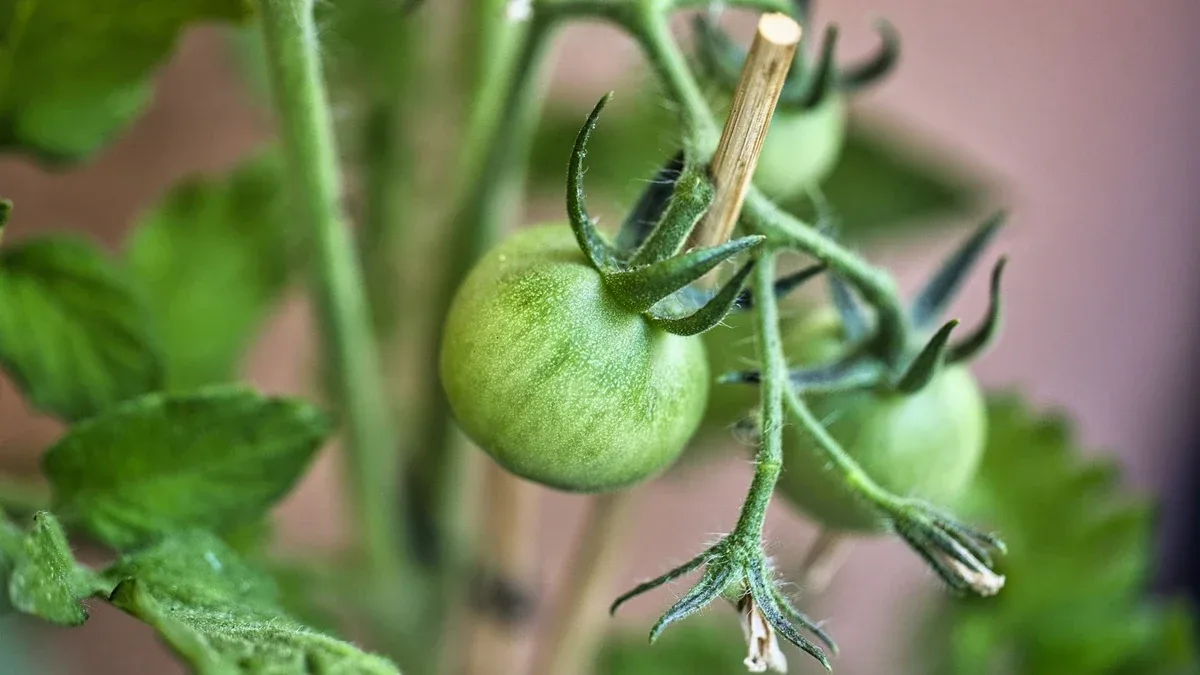 Pomodori ancora verdi a fine coltivazione: come raccoglierli e farli maturare