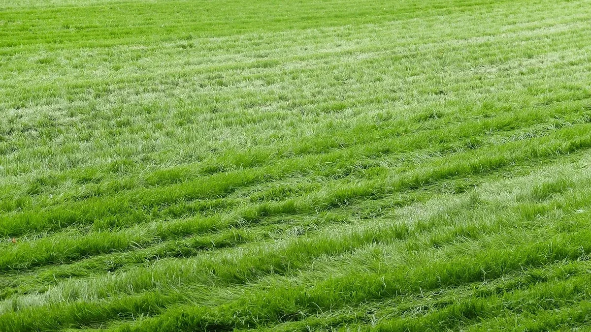 Prato con erba di altezze diverse: come controllare ruote e piano di taglio