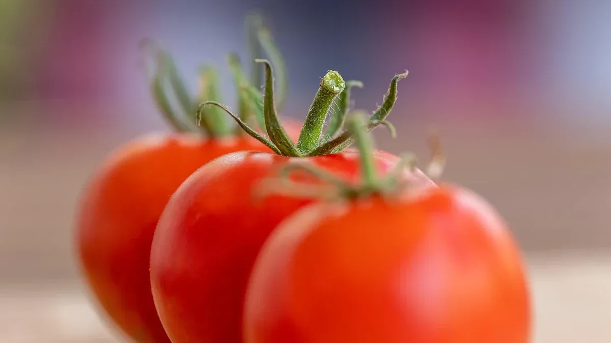 Pomodori nell’orto: come legare i fusti ai sostegni lasciando spazio alla crescita