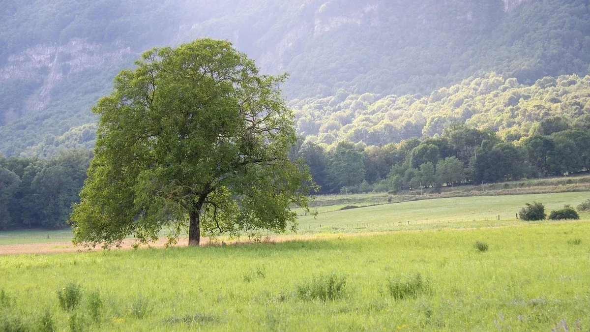 Prato vicino agli alberi: come gestire le zone dove le radici affiorano