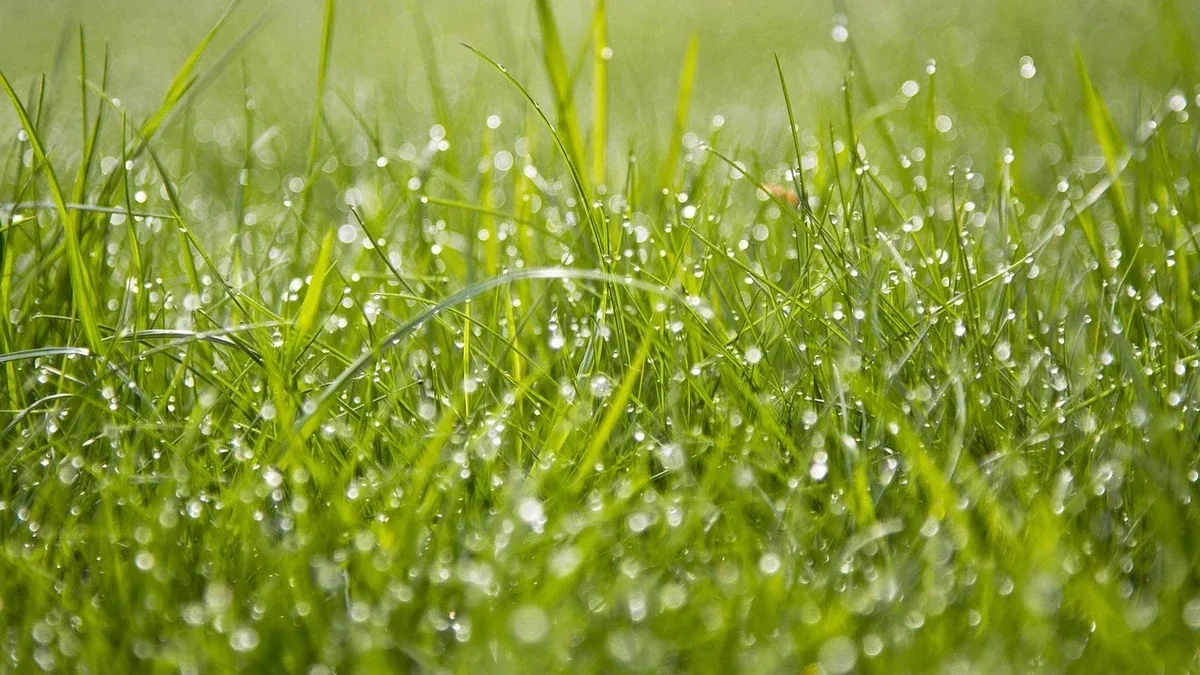 Tagliare il prato con erba bagnata: quali inconvenienti valutare prima di iniziare