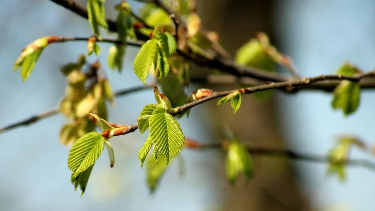 Albero a foglia caduca che non germoglia: quali parti osservare prima di decidere cosa fare