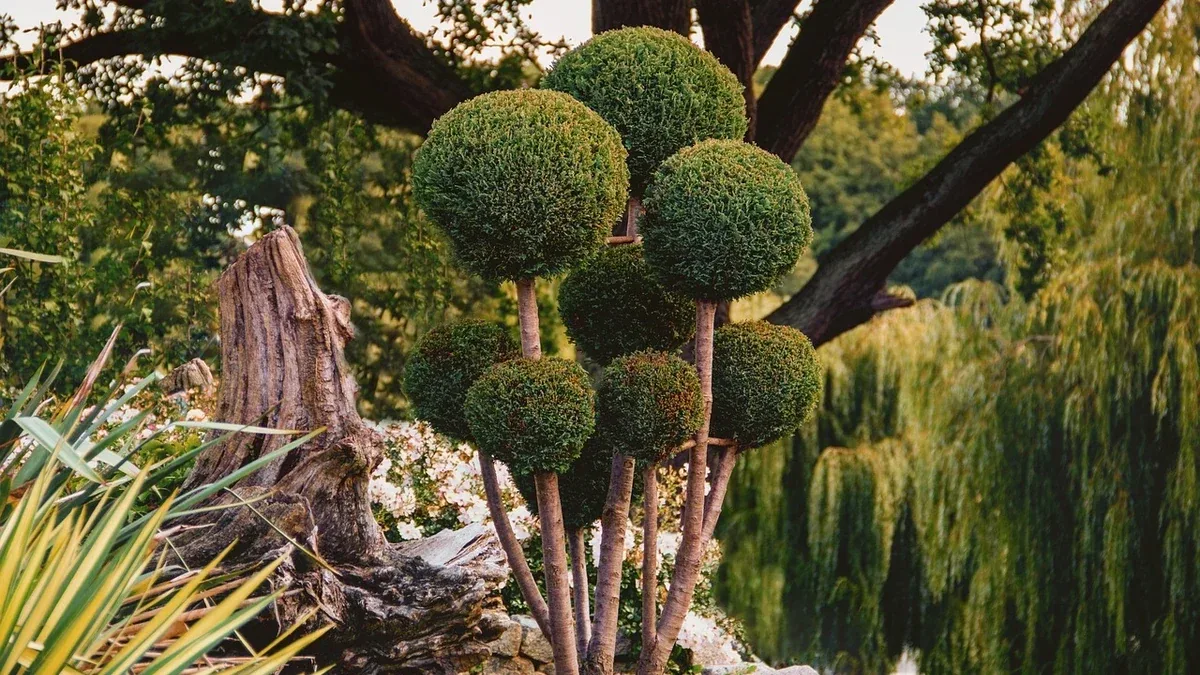 Albero ornamentale in un piccolo giardino: come valutare chioma e spazio disponibile