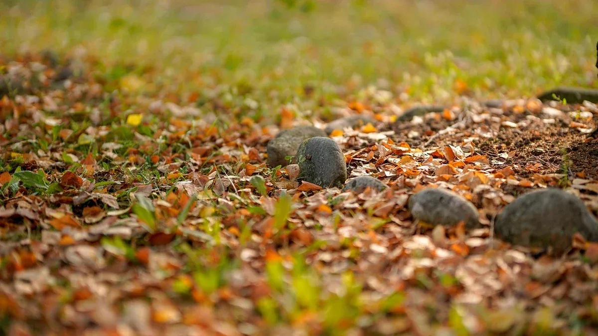 Prato seminato in autunno: come gestire le foglie cadute sui germogli