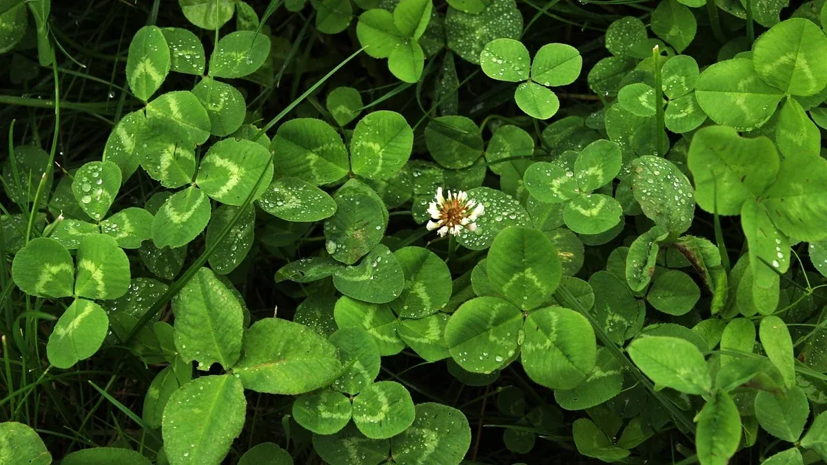 Prato con trifoglio: come decidere se contenerlo o lasciarlo crescere