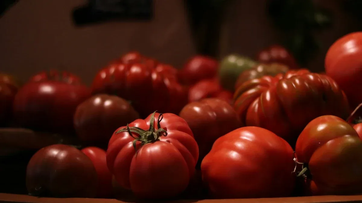 Pomodori con frutti appoggiati a terra: come sistemare sostegni e tralci