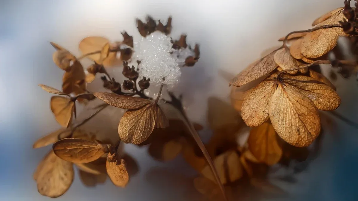 Ortensia in inverno: come riconoscere i rami secchi