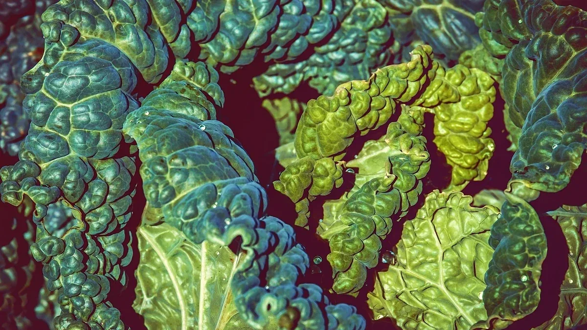 Cavolo nero: come raccogliere le foglie esterne