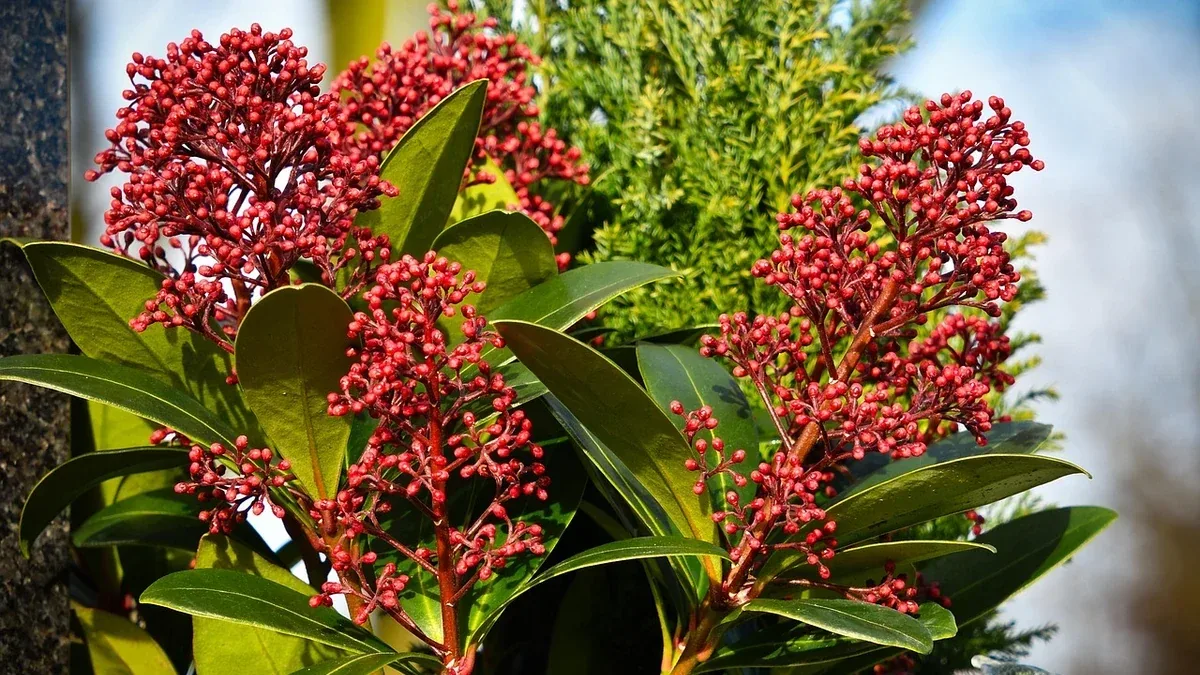 Photinia in vaso: come riconoscere un ristagno