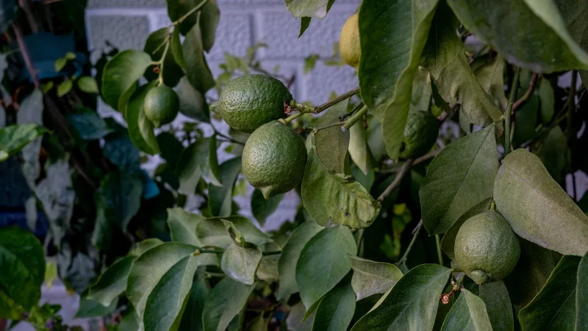Albero di limone con foglie arricciate: cosa osservare