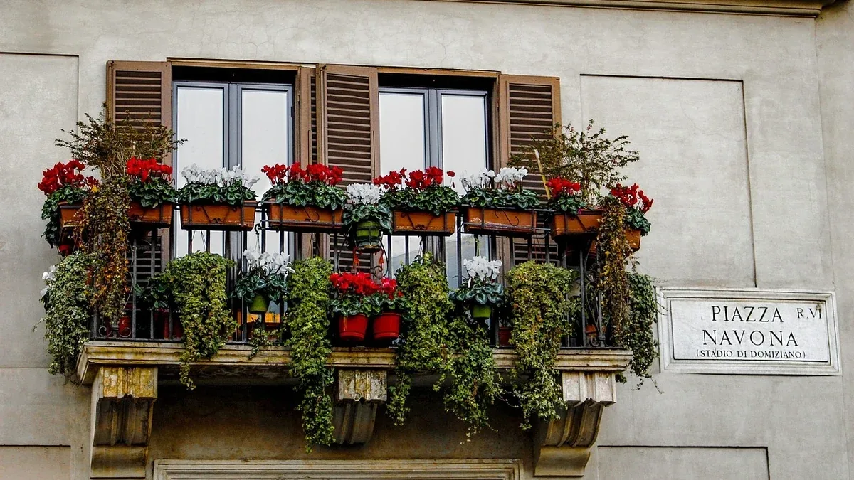 Ciclamini sul balcone: come gestire pioggia e freddo
