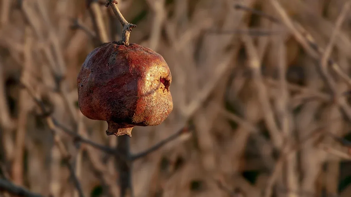 Potatura del melograno: quali interventi evitare in autunno